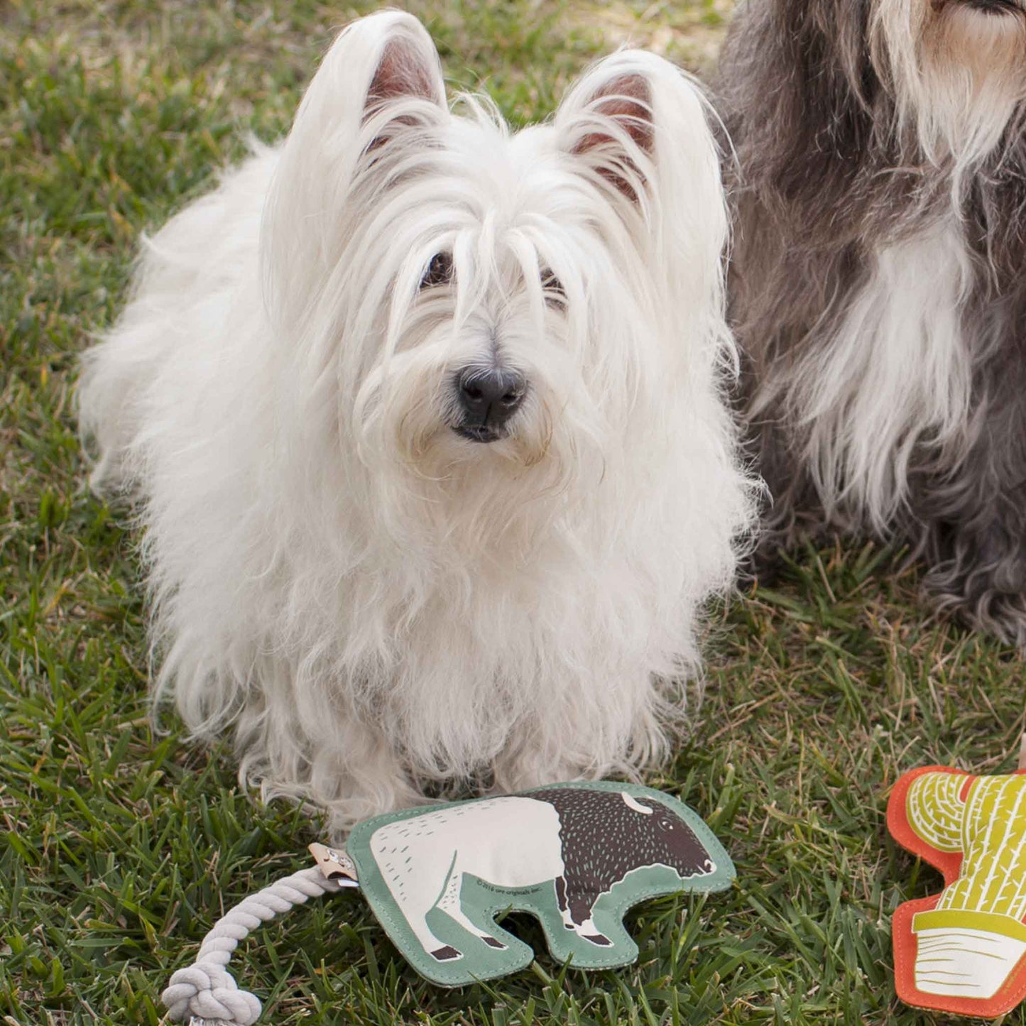 Rope Dog Toy | Buffalo