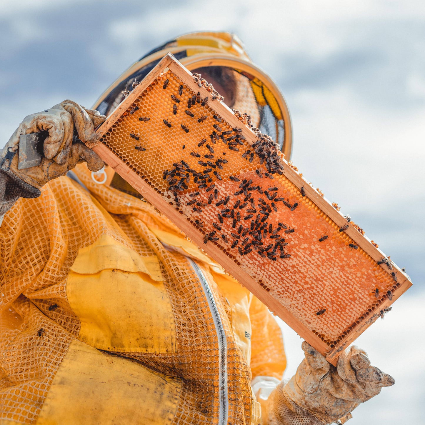 Solid Cologne - Orion - Handmade with beeswax